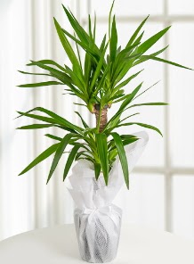 2 li yucca saks� i� mekan bitkisi Demetevler Oran 14 �ubat sevgililer g�n� �i�ek 