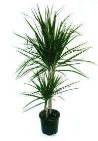 Marginata saks� �i�e�i 2 li �vedik g�venli kaliteli h�zl� �i�ek 