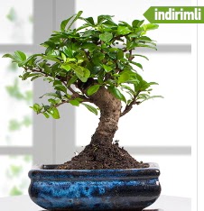 Bonsai japon a�ac� Demetevler Oran 14 �ubat sevgililer g�n� �i�ek 