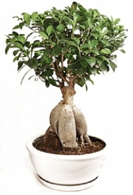 Bonsai japon a�ac� yaprak d�kmeyen Bat�kent �i�ek g�nderme 