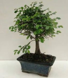 Bonsai saks� bitkisi japon a�ac� Yeni bat� mahallesi , �i�ek�i , �i�ek�ilik 