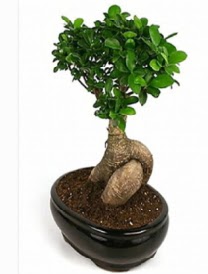 Bonsai saks� bitkisi japon a�ac� Bat�kent yurti�i �i�ek sipari�i 