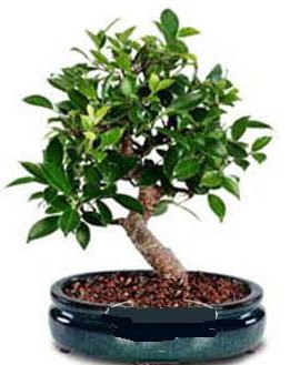 5 ya��nda japon a�ac� bonsai bitkisi Yeni bat� mahallesi , �i�ek�i , �i�ek�ilik 