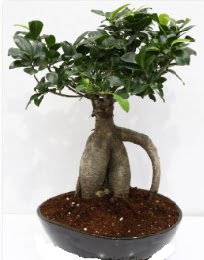 5 ya��nda japon a�ac� bonsai bitkisi kaliteli taze ve ucuz �i�ekler 