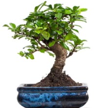 5 ya��nda japon a�ac� bonsai bitkisi Demetevler Oran 14 �ubat sevgililer g�n� �i�ek 