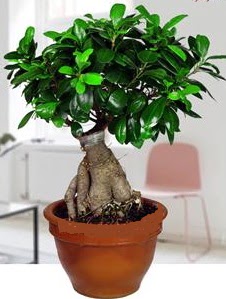 5 ya��nda japon a�ac� bonsai bitkisi Kardelen mahallesi �i�ek g�nderme 