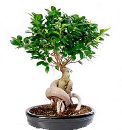 Bonsai Japon a�ac� saks� bitkisi Sincan �i�ek sipari�i 