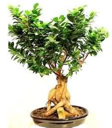 Bonsai Japon a�ac� saks� bitkisi Bat�kent yurti�i �i�ek sipari�i 