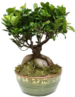 Japon a�ac� bonsai saks� bitkisi Etimesgut cicekciler , cicek siparisi 