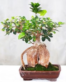 Japon a�ac� bonsai saks� bitkisi Yenimahalle �i�ek online �i�ek sipari�i 