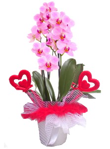 2 dall� mor orkide 2 kalp �ubuk Urankent g�n� �i�ek yolla 