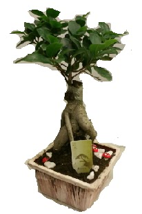 Japon a�ac� bonsai seramik saks� me�rutiyet �i�ek�i ma�azas� 