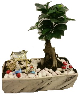 Japon a�ac� bonsai sat��� Yeni bat� mahallesi , �i�ek�i , �i�ek�ilik 