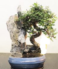 Japon a�ac� bonsai saks� bitkisi sat��� kaliteli taze ve ucuz �i�ekler 