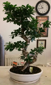 100 cm y�ksekli�inde dev bonsai japon a�ac� Etimesgut cicekciler , cicek siparisi 