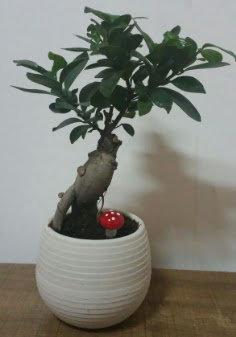 Bonsai japon a�ac� saks� �i�e�i Bat�kent �nternetten �i�ek sipari�i 