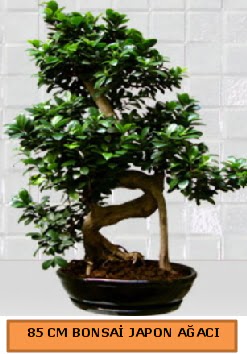 85 CM Japon a�ac� Bonsai saks� bitkisi Yenimahalle �i�ek online �i�ek sipari�i 