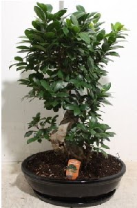 75 CM Ginseng bonsai Japon a�ac� Urankent g�n� �i�ek yolla 