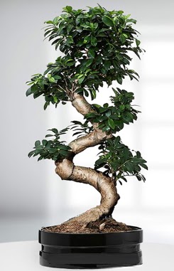 90 CM Japon A�ac� Bonsai saks� �i�e�i Bat�kent �i�ek sipari�i sitesi 