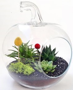 Elma Terrarium orta boy 5 kakt�s kaliteli taze ve ucuz �i�ekler 