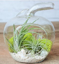 Elma terrarium k���k boy 2 kakt�s Fatih �i�ek sipari�i vermek 