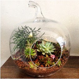 Orta boy elma terrarium 3 kakt�sl� kaliteli taze ve ucuz �i�ekler 