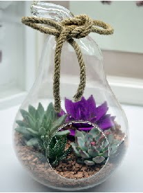 Orta boy armut 3 kakt�s terrarium kaliteli taze ve ucuz �i�ekler 