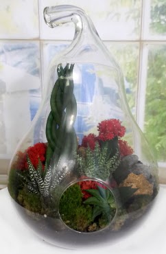 5 adet kakt�s orta boy armut terrarium Bat�kent yurti�i �i�ek sipari�i 