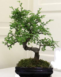 Bonsai saks� �i�e�i Sincan �i�ek sipari�i 