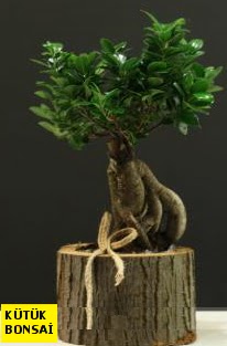 K�t�k i�erisinde Bonsai japon a�ac� Fatih �i�ek sipari�i vermek 