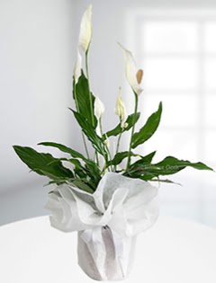 Spathiphyllum �i�e�i Bar�� �i�e�i Yeni bat� mahallesi , �i�ek�i , �i�ek�ilik  