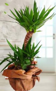 2 li yucca saks� �i�ek bitkisi Bat�kent yurti�i �i�ek sipari�i 