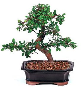 �thal bonsai japon a�ac� Bat�kent yurti�i �i�ek sipari�i 