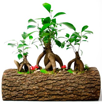 Do�al k�t�k i�inde 3 Bonsai Japon a�ac� kaliteli taze ve ucuz �i�ekler 