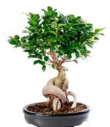 Bonsai japon a�ac� seramik i�inde �ak�rlar �i�ek yolla , �i�ek g�nder 