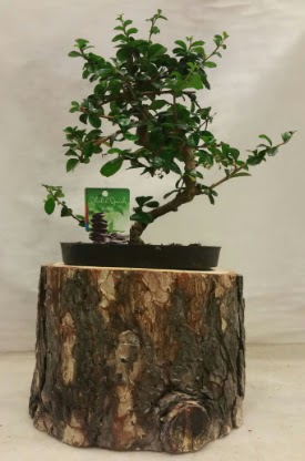 Do�al k�t�k i�inde bonsai japon a�ac� Etimesgut cicekciler , cicek siparisi 
