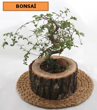 Do�al a�a� k�t�k i�erisinde bonsai bitkisi Bat�kent �nternetten �i�ek sipari�i 