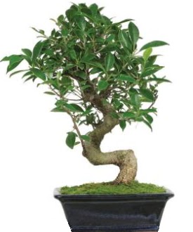 Bonsai saks� bitkisi japon a�ac� �vedik g�venli kaliteli h�zl� �i�ek 