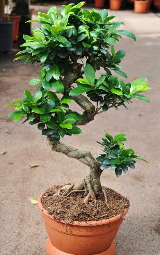 Orta boy bonsai saks� bitkisi Fatih �i�ek sipari�i vermek 