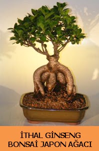 �thal japon a�ac� ginseng bonsai sat��� Etimesgut cicekciler , cicek siparisi 