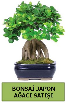 Bonsai japon a�ac� sat��� Demetevler Oran 14 �ubat sevgililer g�n� �i�ek 