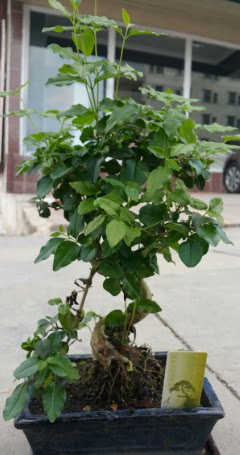 Bonsai japon a�ac� saks� bitkisi �vedik g�venli kaliteli h�zl� �i�ek 