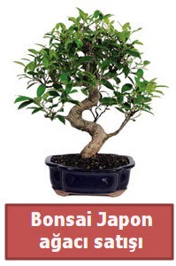 Japon a�ac� bonsai sat��� Bat�kent yurti�i �i�ek sipari�i 
