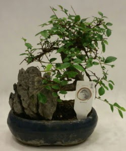 �thal 1.ci kalite bonsai japon a�ac� Demetevler Oran 14 �ubat sevgililer g�n� �i�ek 