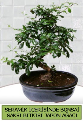Seramik vazoda bonsai japon a�ac� bitkisi Bat�kent yurti�i �i�ek sipari�i 