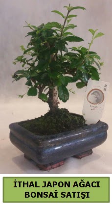 �thal japon a�ac� bonsai bitkisi sat��� Macunk�y sevgilime hediye �i�ek 