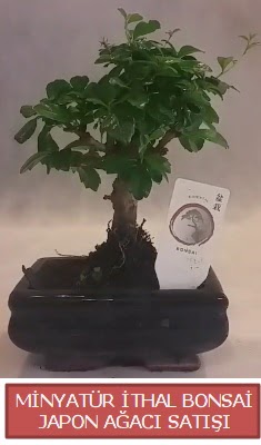 K���k g�rsel bonsai japon a�ac� bitkisi Eryaman mahallesi �i�ek�iler 