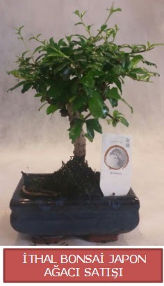 �thal k���k boy minyat�r bonsai a�a� bitkisi Macunk�y sevgilime hediye �i�ek 