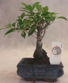 Bonsai a�ac� japon a�a� bitkisi Bat�kent �i�ek g�nderme 