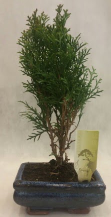 SINIRLI SAYIDA �R�N Selvi Bonsai Etimesgut cicekciler , cicek siparisi 